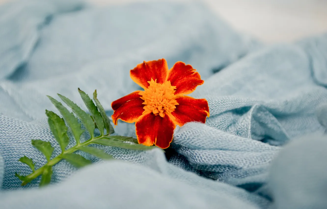 Фото обои цветок, лист, одеяло