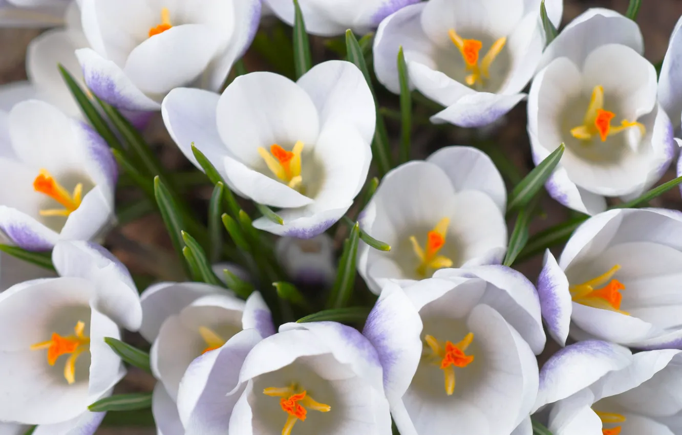 Фото обои белый, макро, цветы, букет, весна, первоцвет, Крокусы