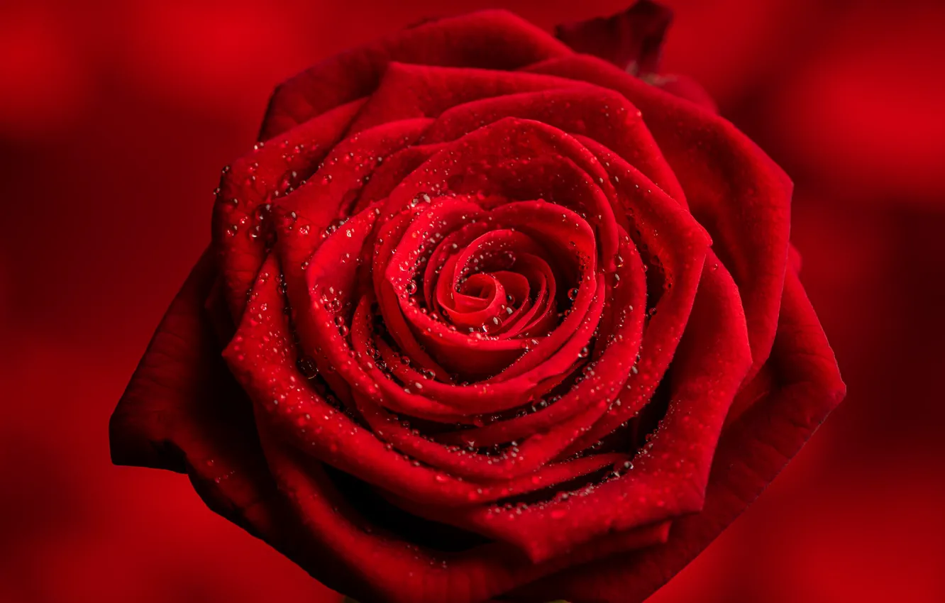 Фото обои цветок, капли, макро, роза, лепестки, красная, красный фон