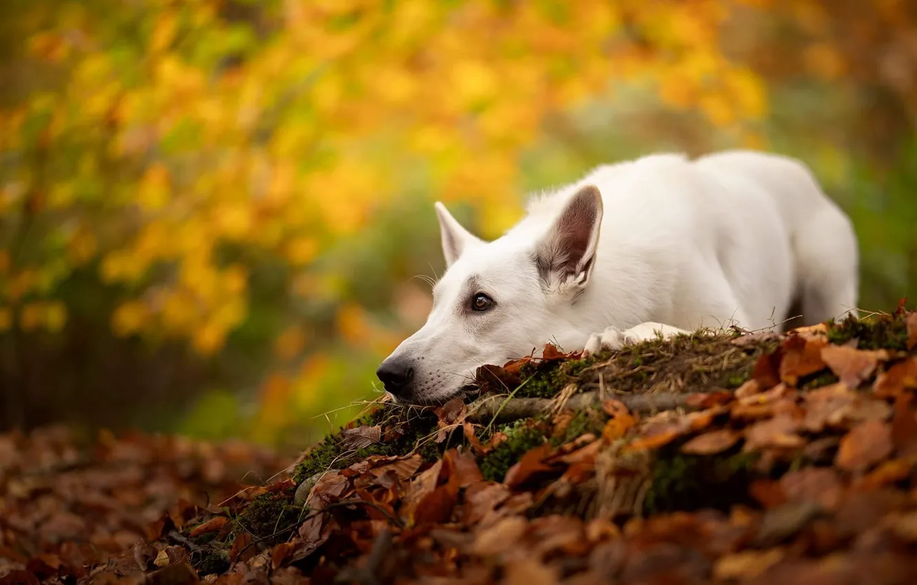 Фото обои осень, природа, парк, собака, лежит, белая, осенние листья, швейцарская овчарка