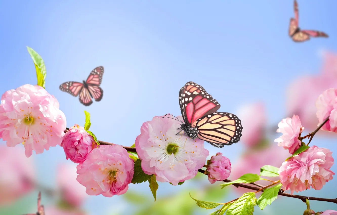 Фото обои бабочки, розовый, весна, цветение, sky, blue, pink, blossom