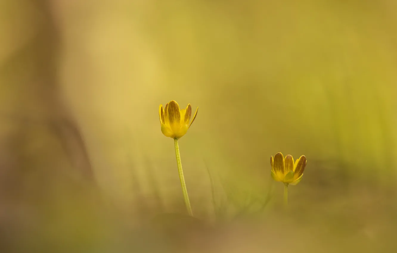 Фото обои свет, цветы, природа