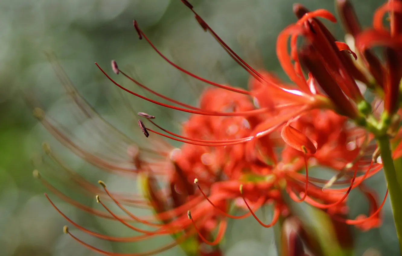 Фото обои цветок, макро, красный, radiata, Lycoris