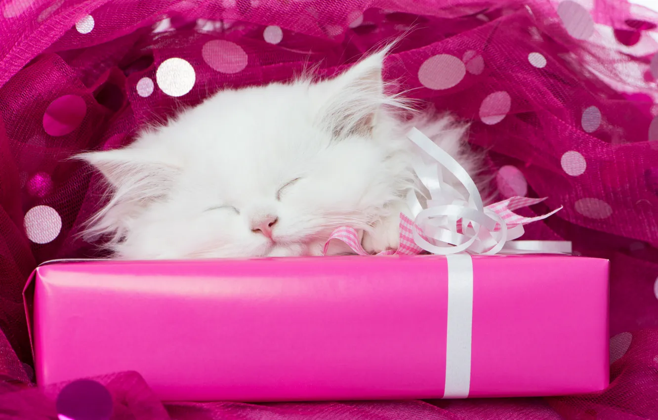 Фото обои белый, подарок, сон, мордочка, котёнок, тюль, спящий котёнок, спящий