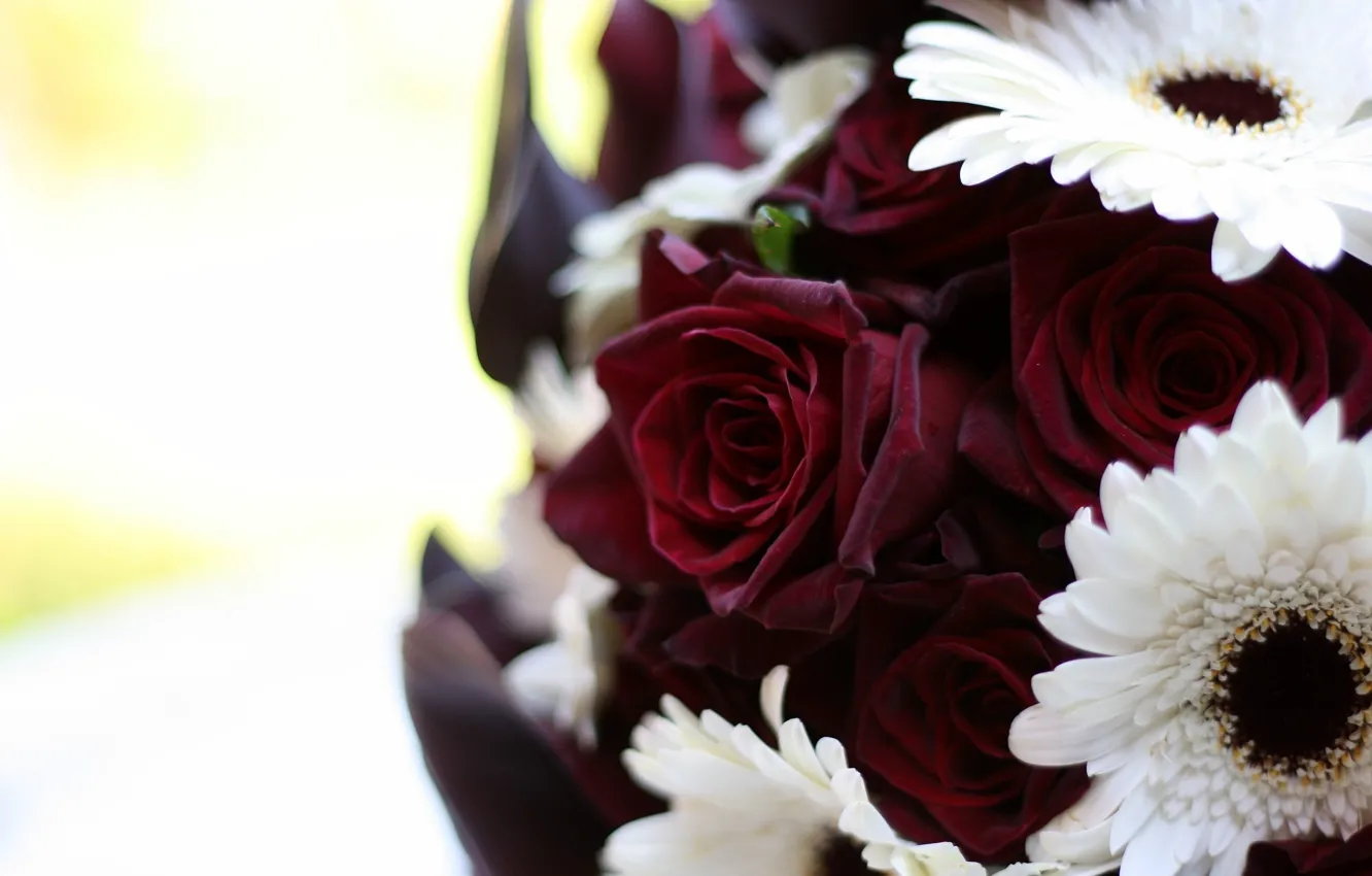 Фото обои белый, макро, цветы, розы, букет, герберы, бордовый
