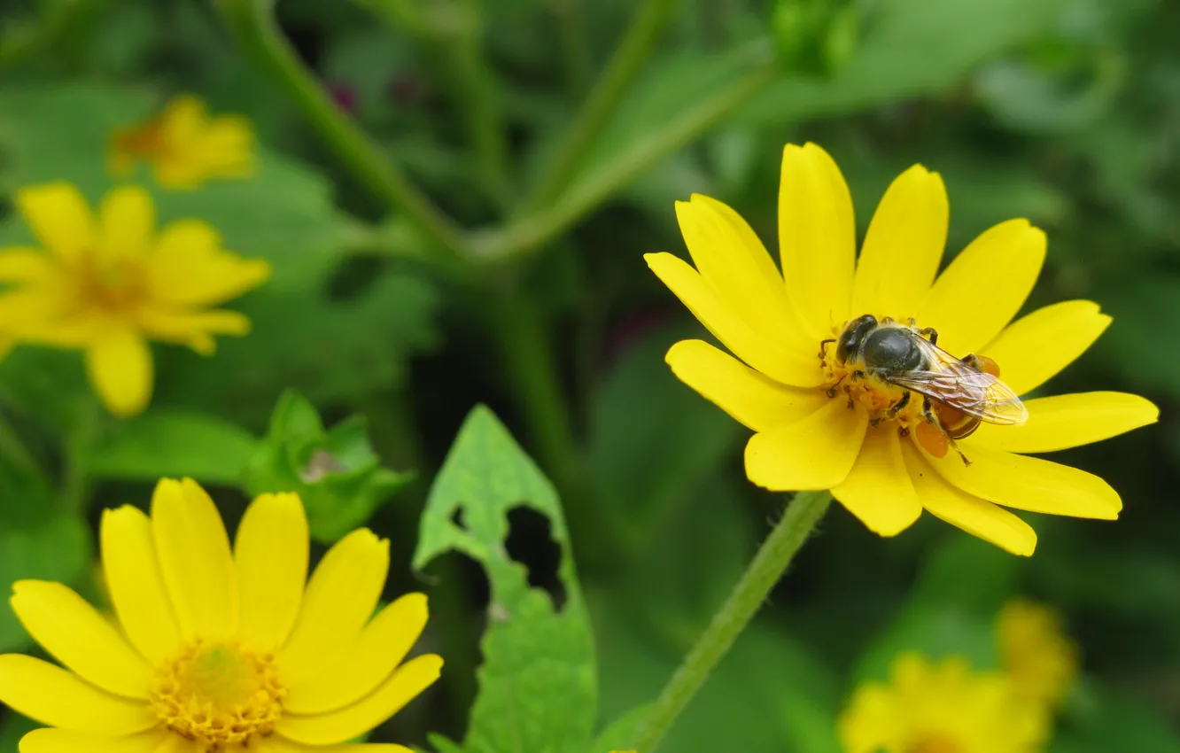 Фото обои flower, nature, bee