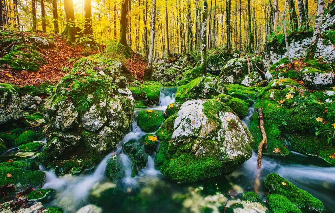 Фото обои зелень, осень, лес, деревья, природа, ручей, камни, листва