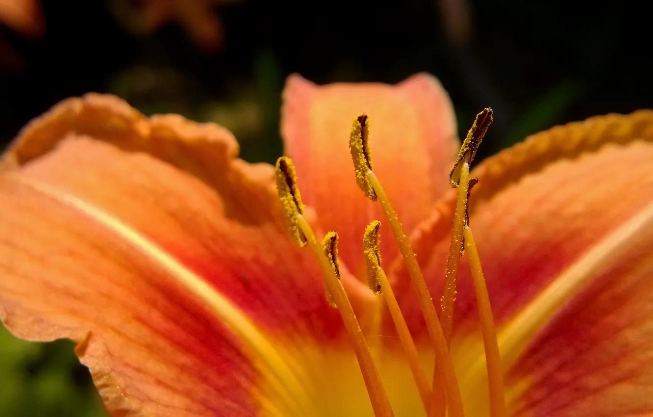 Фото обои flower, macro, beauty