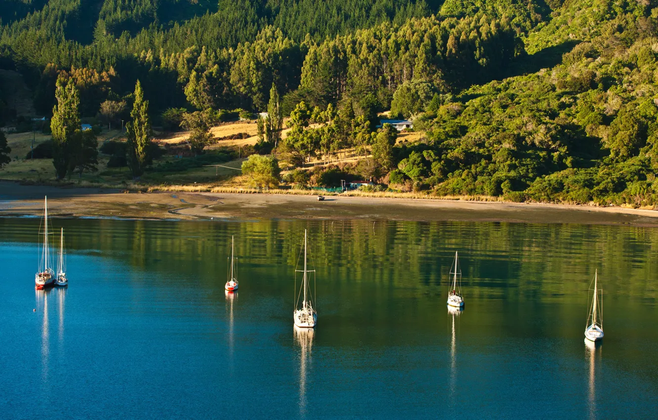 Фото обои зелень, лес, солнце, деревья, пролив, берег, яхты, Новая Зеландия