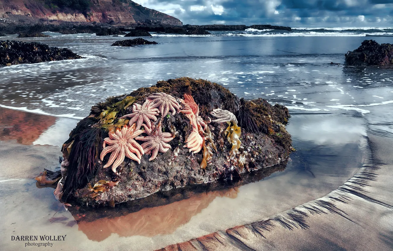 Фото обои пляж, камни, океан, скалы, Новая Зеландия, морские звезды, Северный остров, Maori Bay