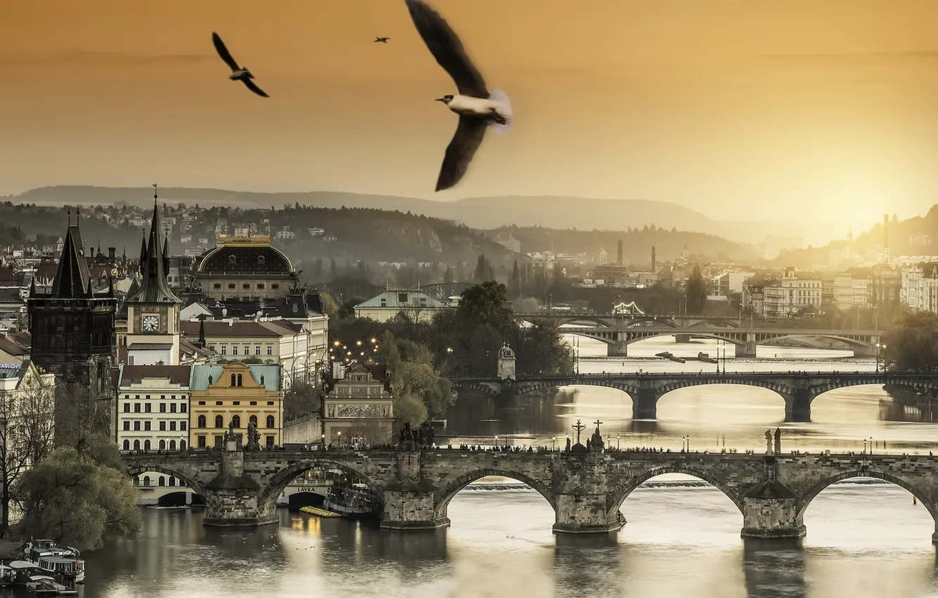 Фото обои закат, птицы, Prague