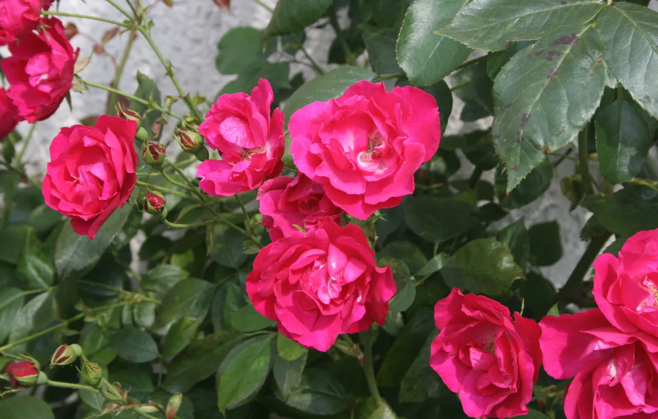 Фото обои Куст, Розы, Roses