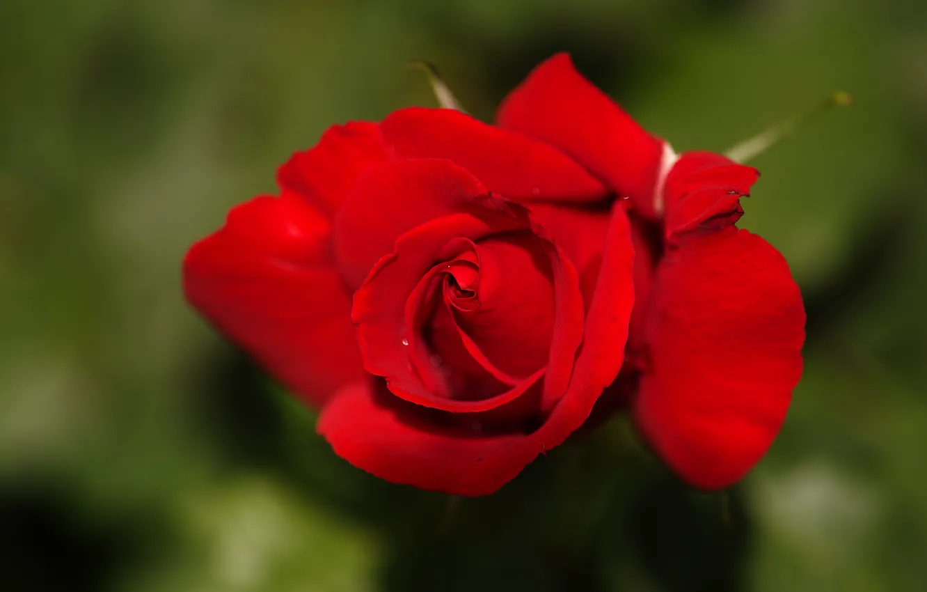 Фото обои цветок, роза, бутон, красная, зеленый фон, боке