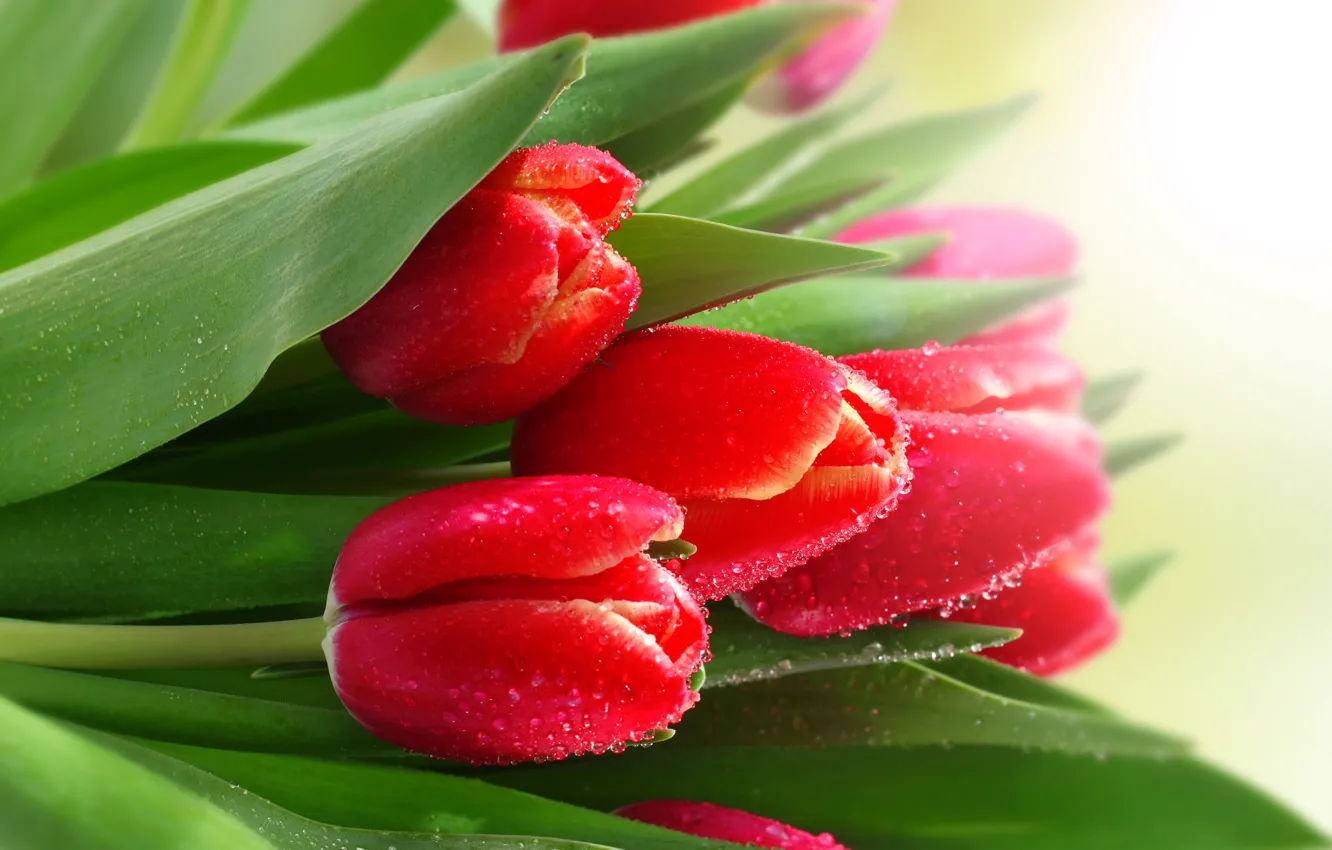 Фото обои капельки, роса, тюльпаны, красные