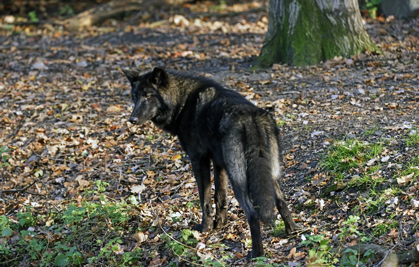 Фото обои взгляд, чёрный, листва, волк, хищник