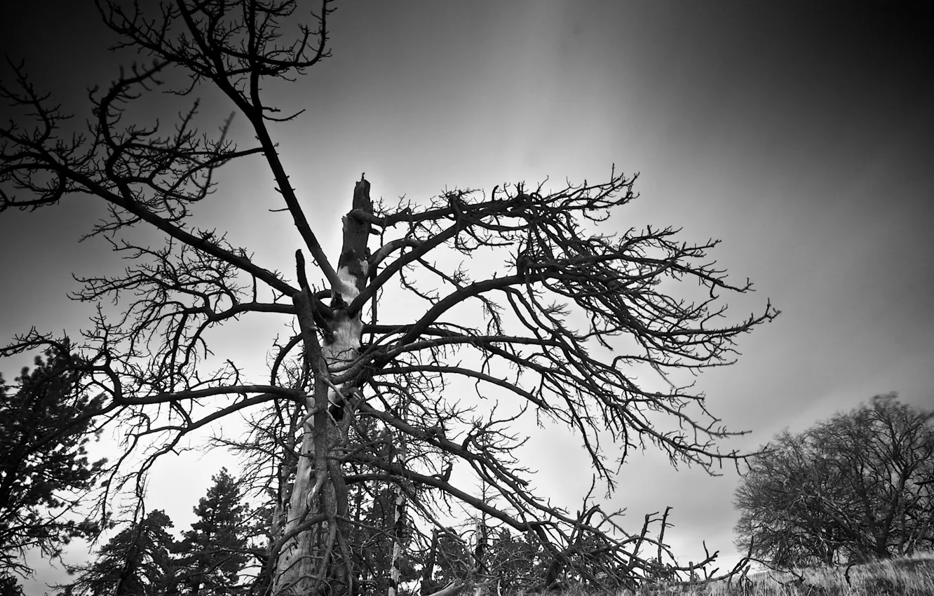 Фото обои ветки, дерево, черно-белая, 157