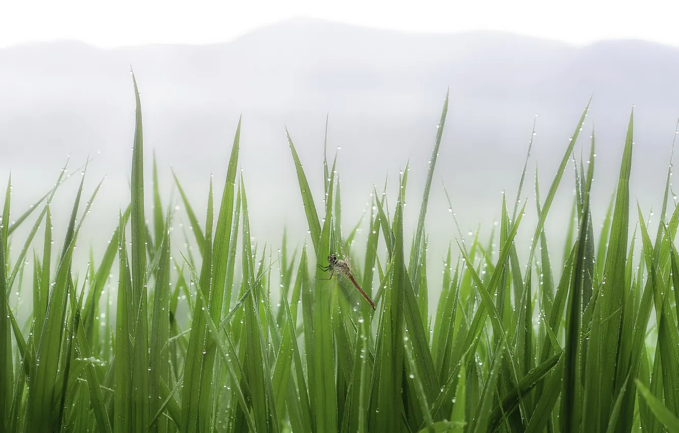 Фото обои трава, капли, туман, роса, стрекоза
