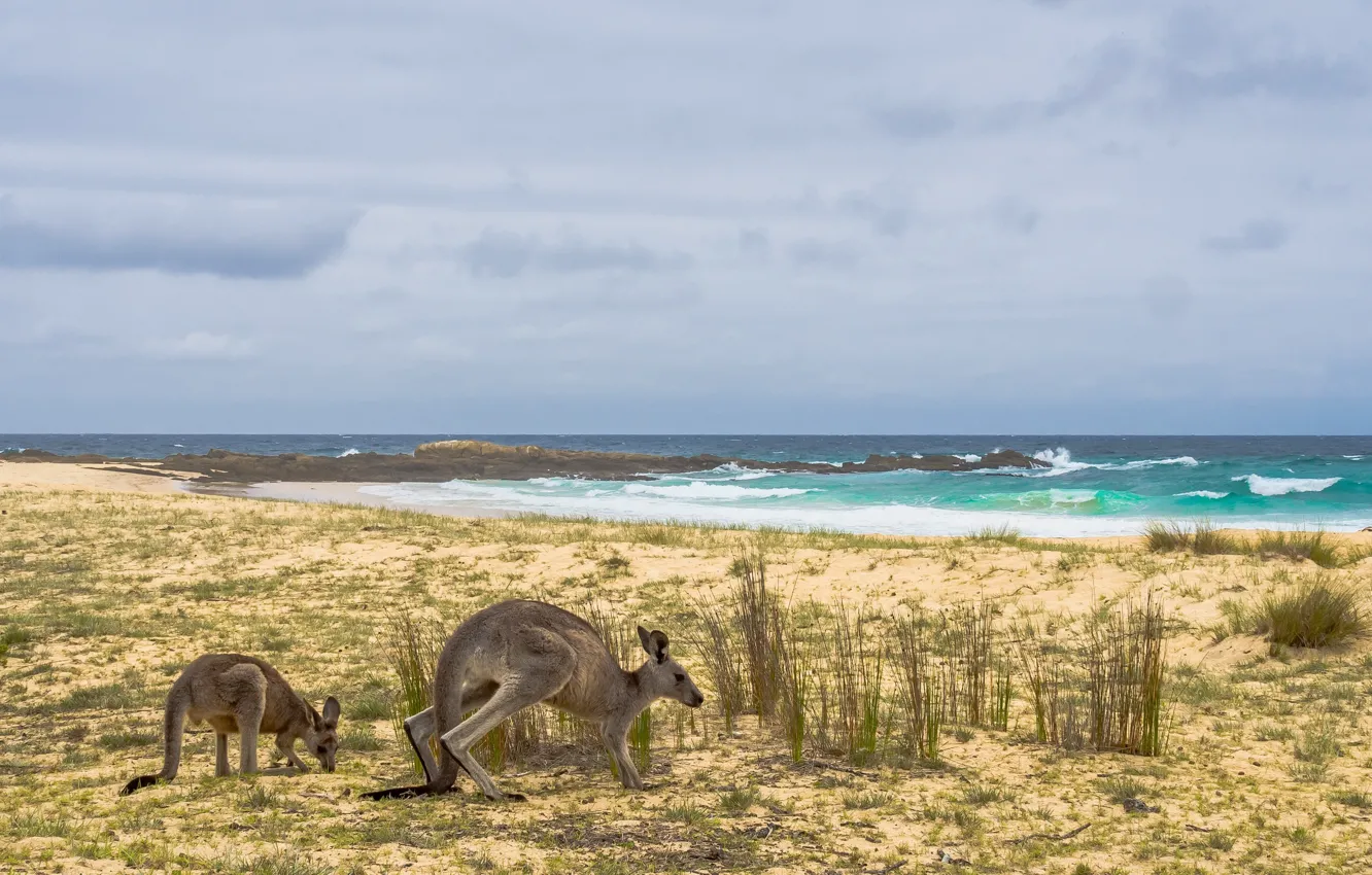 Фото обои море, берег, Австралия, кенгуру