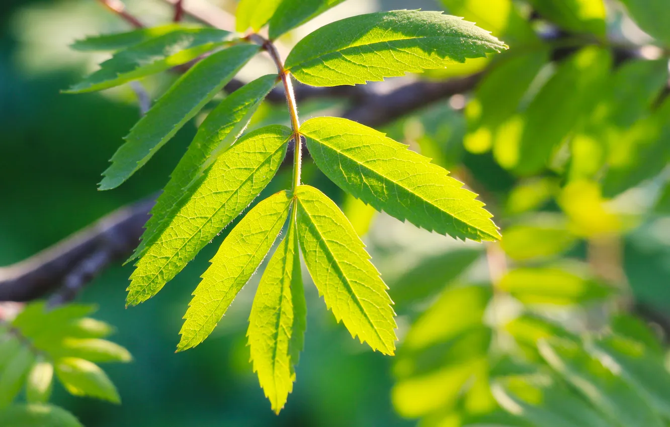 Фото обои light, leaf, plant