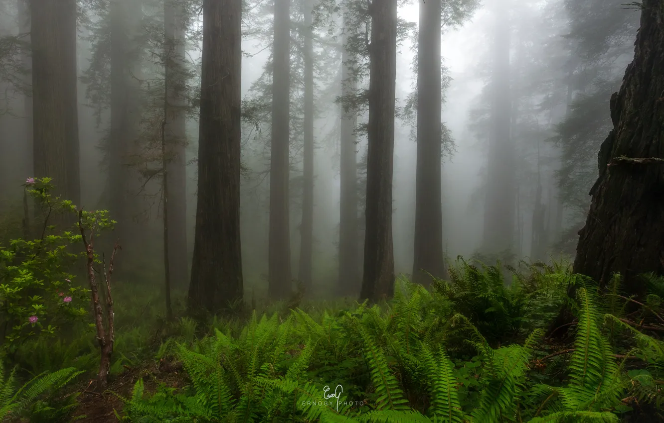 Фото обои лес, деревья, природа, туман, Калифорния, USA, США, California
