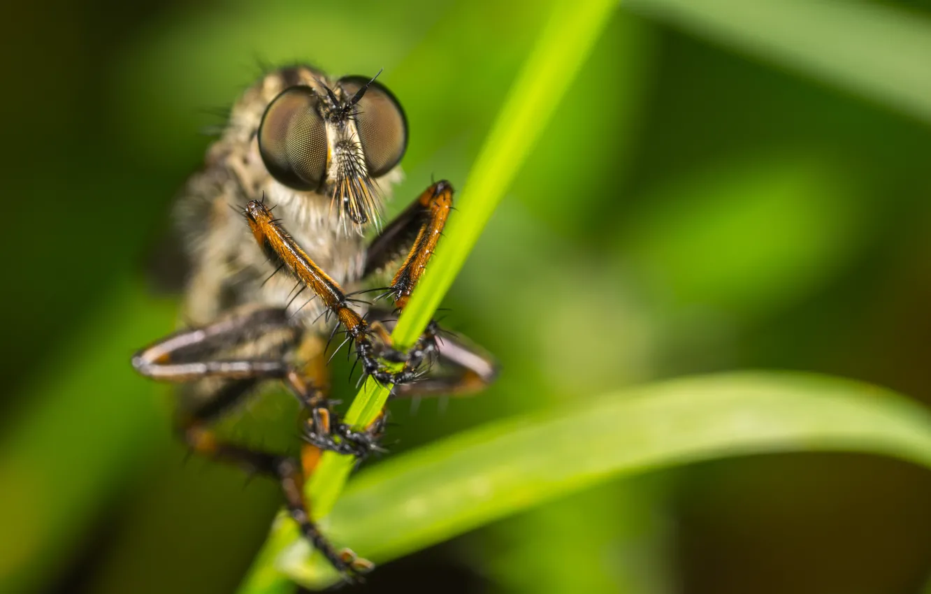 Фото обои Макро, Муха, Растение, Глаза, Насекомое, Macro, Fly, Insect
