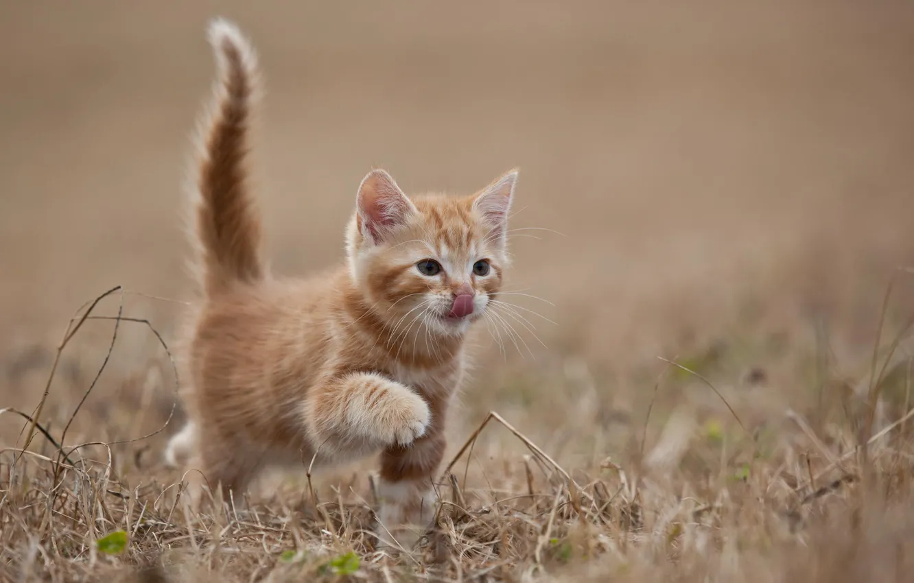 Маленькие обои рабочий стол. Манчкин рыжий котенок. Рыжий котёнок. Котята фото. Кошки маленькие.