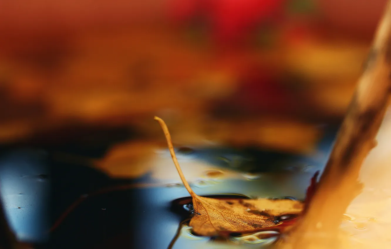 Фото обои осень, лист, лужа, опавший, боке