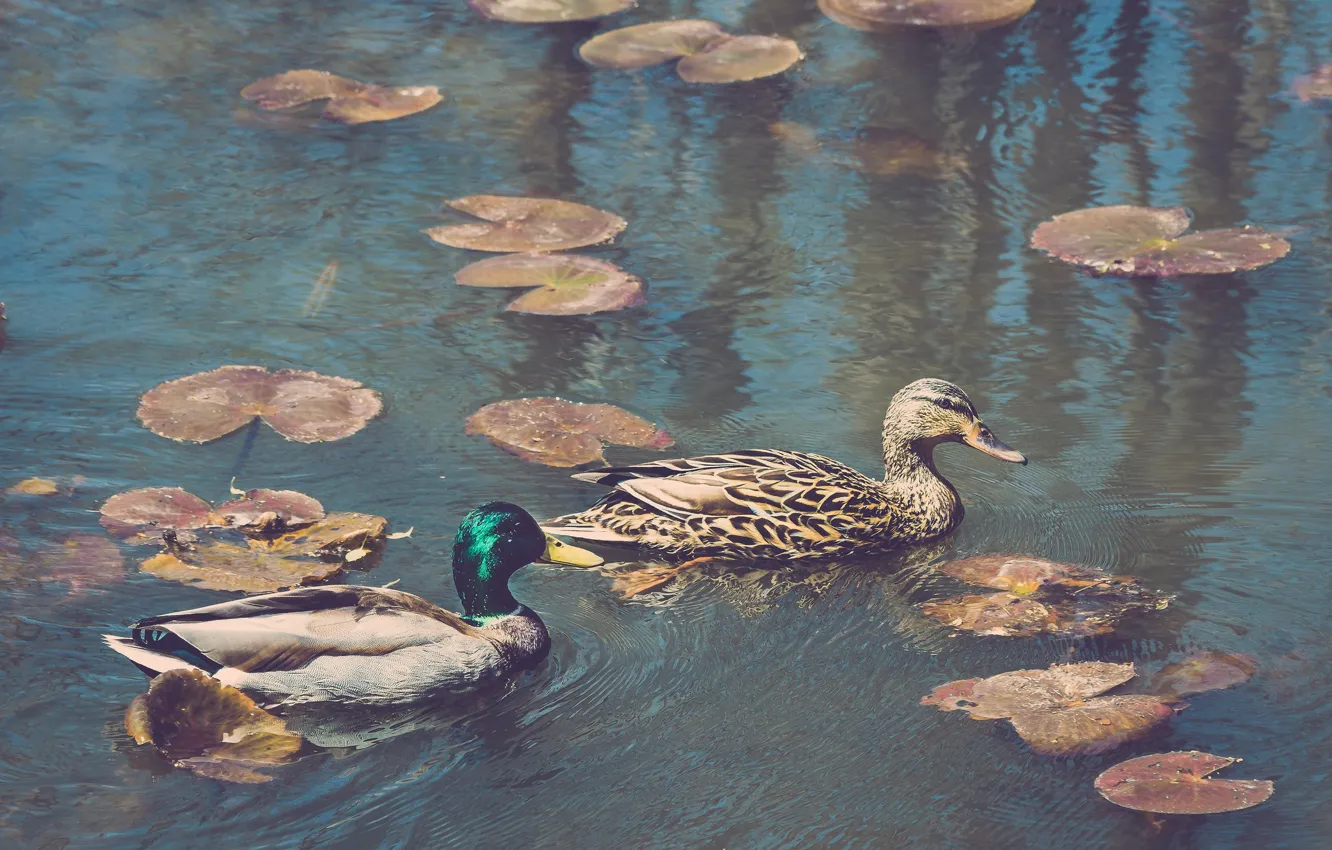 Фото обои summer, lake, couple, ducks