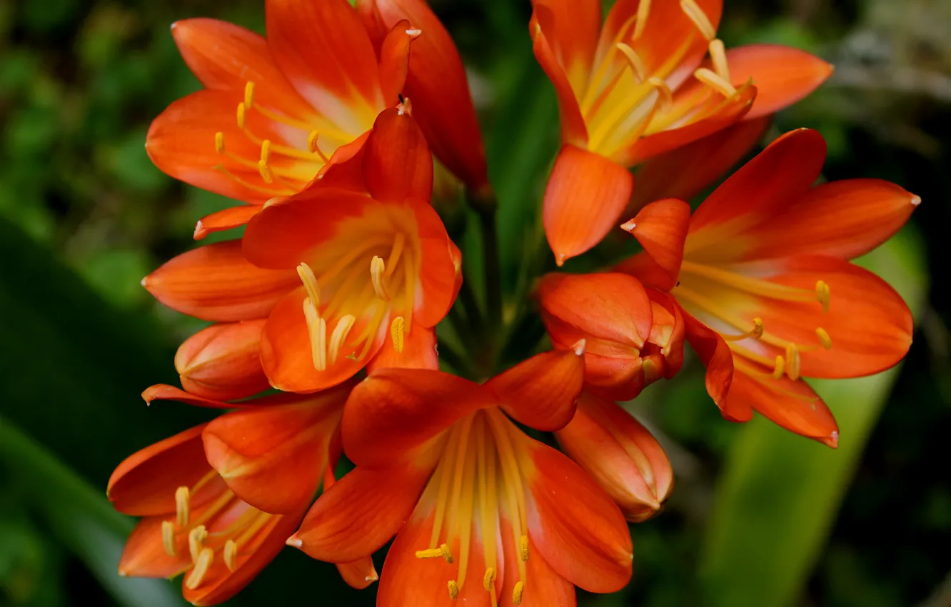 Фото обои цветы, оранжевые, Flowers, orange