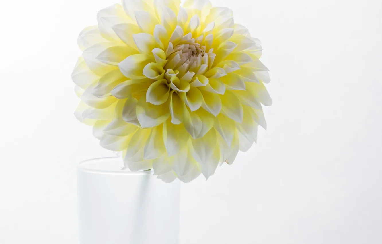 Фото обои цветок, фон, георгина, бело-жёлтая георгина