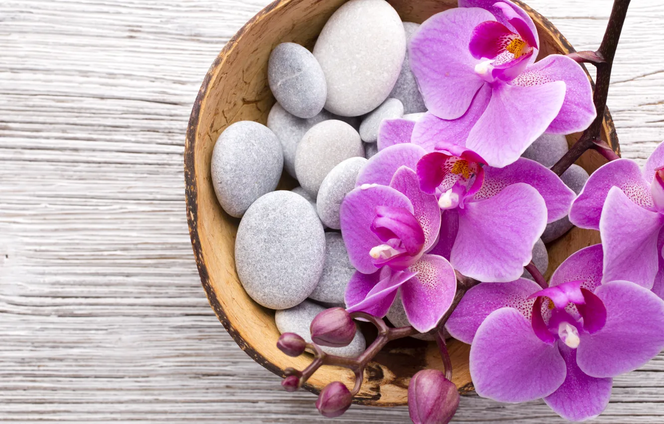Фото обои камни, орхидея, pink, flowers, orchid
