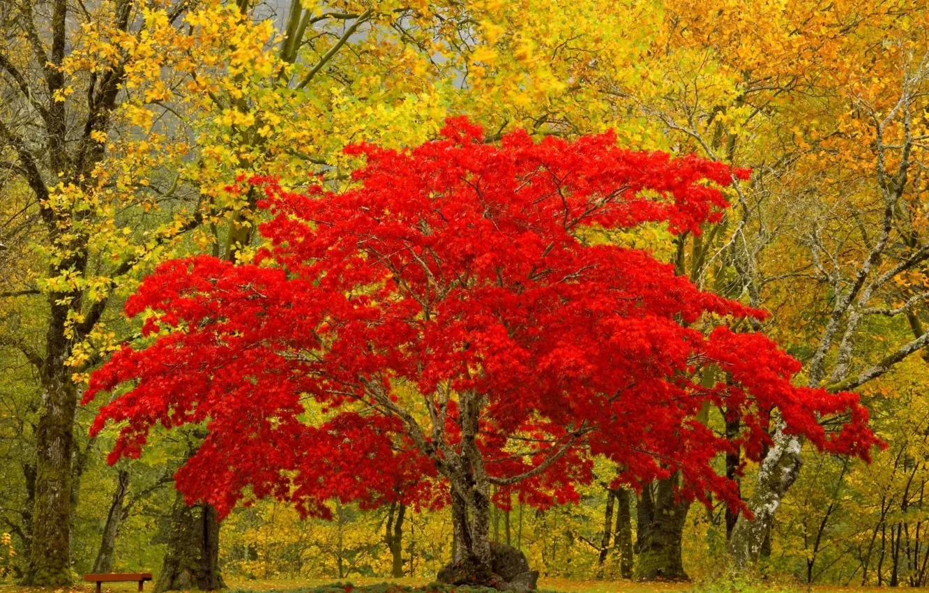 Фото обои листья, природа, дерево, Лес