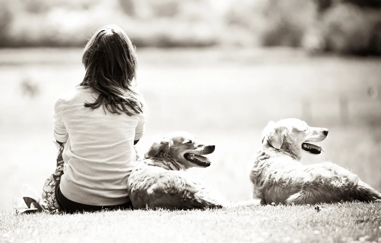 Фото обои собаки, трава, девушка, природа, фон, девушки, черно-белый, настроения