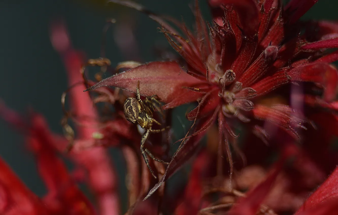 Фото обои макро, цветы, паук