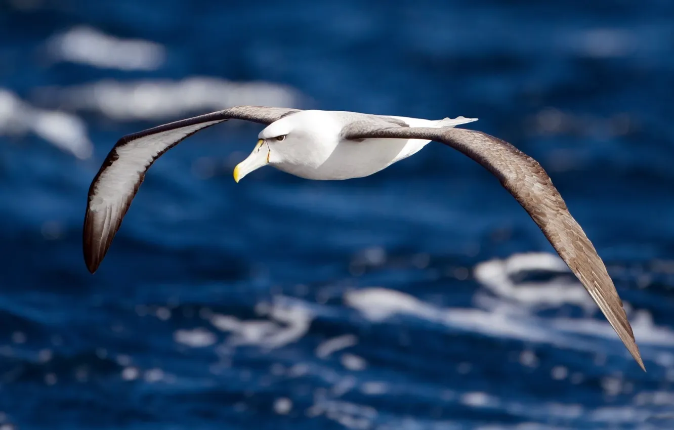 Фото обои вода, полет, крылья, Птица, альбатрос