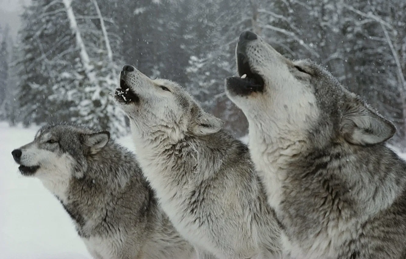 Фото обои Predator, nature, snow, animal, wolf, wildlife, portrait, portrait.