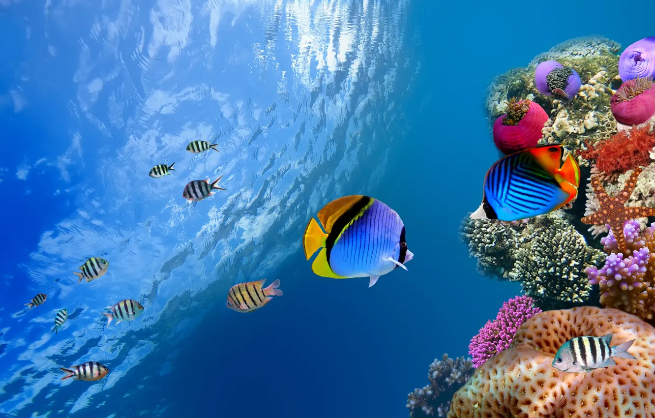 Фото обои море, океан, рыба, underwater, sea, ocean, fish, коралл
