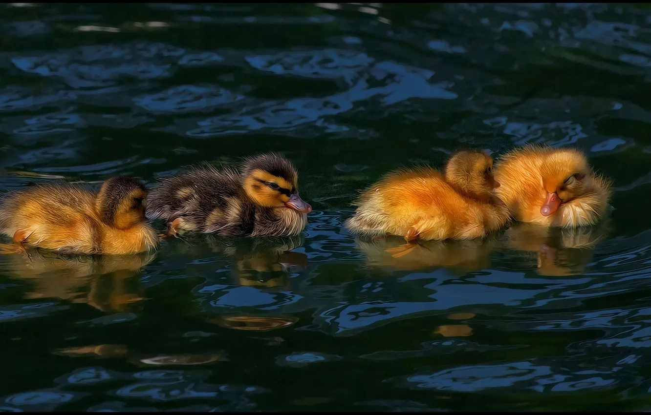 Фото обои утки, hdr, утята, птенцы, водоем