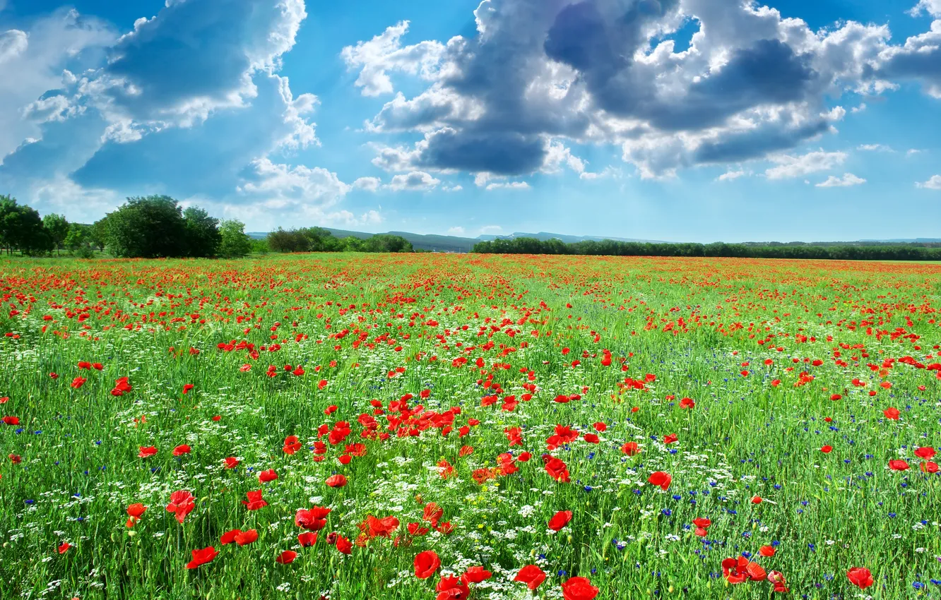 Фото обои трава, деревья, пейзаж, цветы, природа, голубое небо