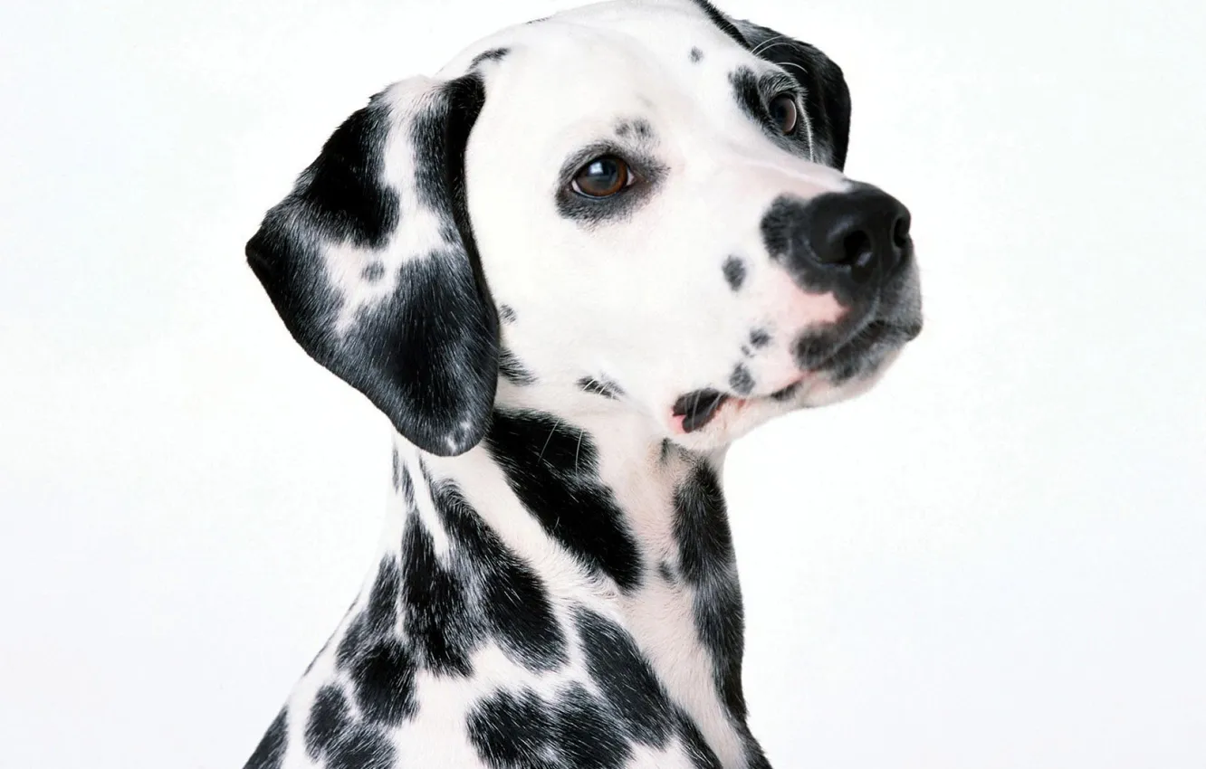 Фото обои белый, фон, собака, пятна, далматинец, dalmatinec