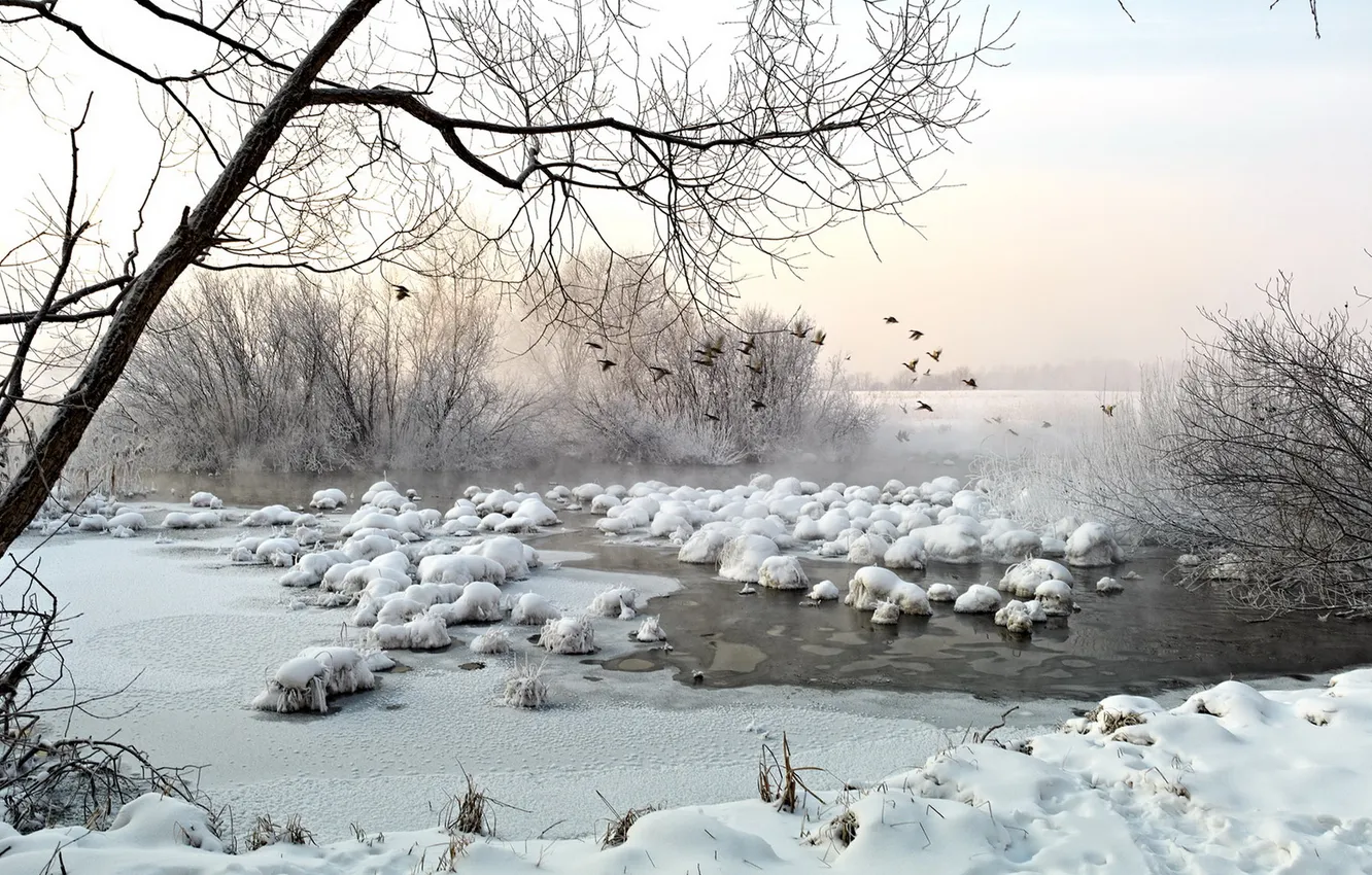 Фото обои зима, пейзаж, птицы, озеро