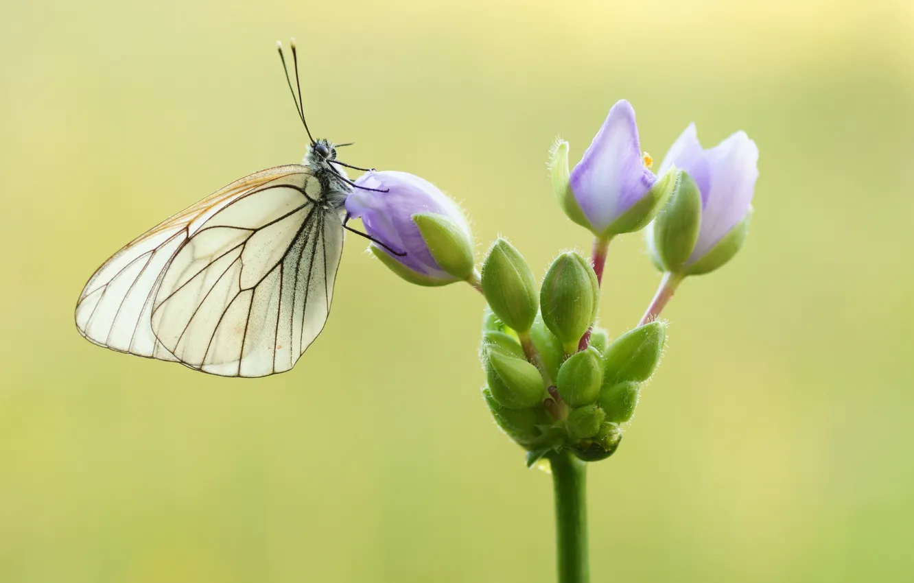 Фото обои цветок, бабочка, butterfly