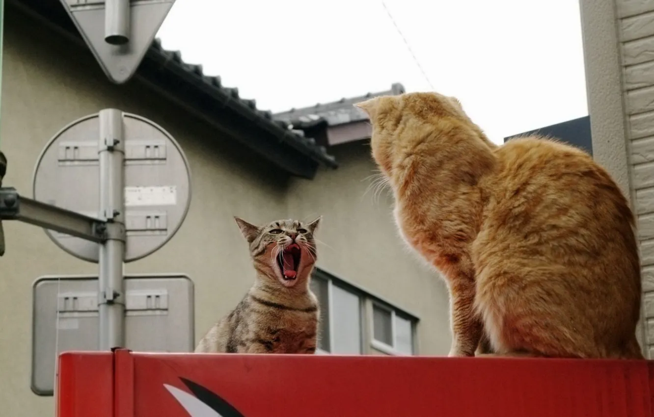 Фото обои город, коты, двое, разборки