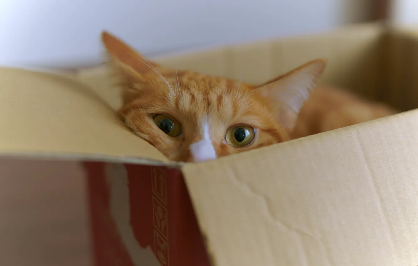 Фото обои кошка, кот, взгляд, коробка, рыжий, мордашка, выглядывает