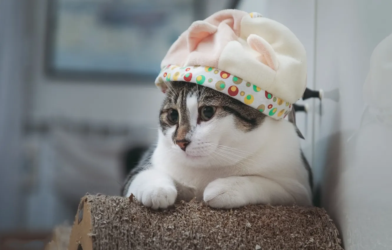 Фото обои кот, шапка, котик, милашка
