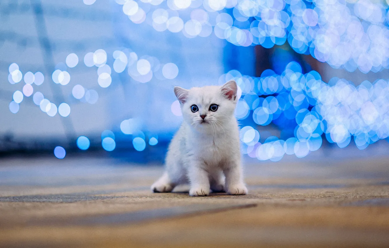 Фото обои кошка, белый, котенок, малыш, котёнок, голубой фон, боке