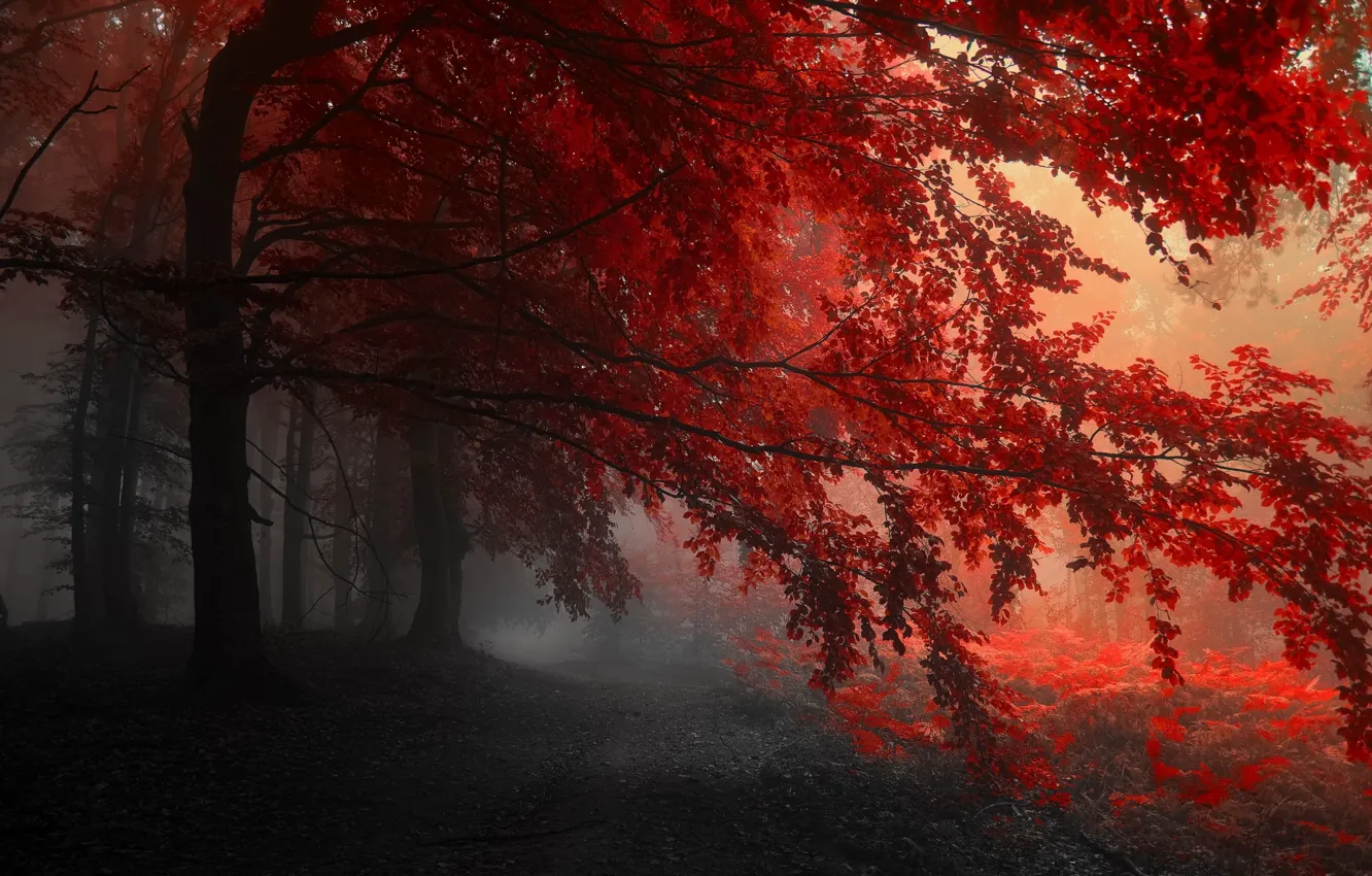 Фото обои лес, деревья, красный, сказка