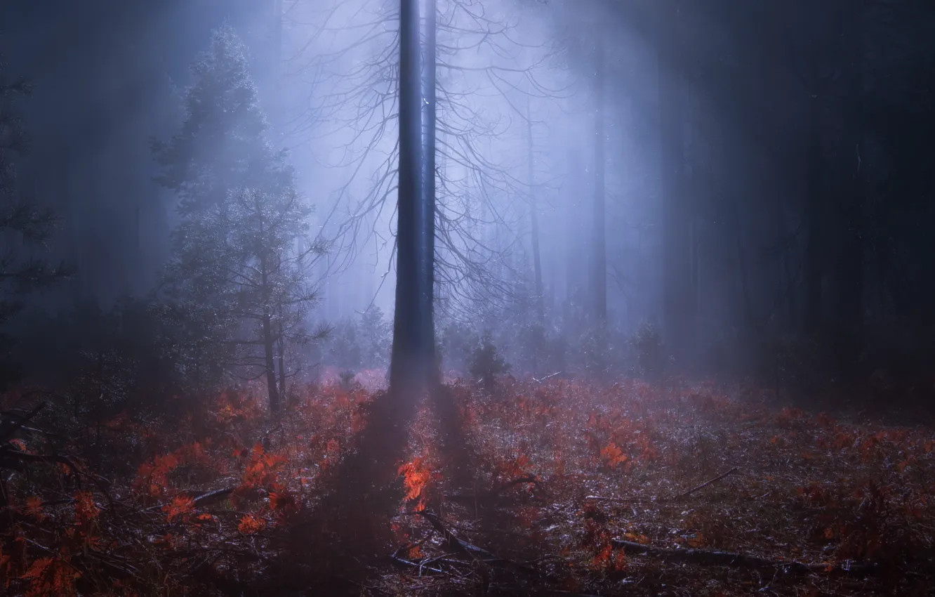 Фото обои лес, ночь, природа, туман