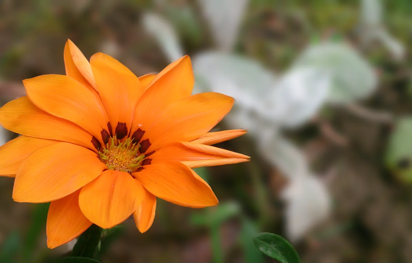 Фото обои цветок, оранжевый, лепесток, размытое