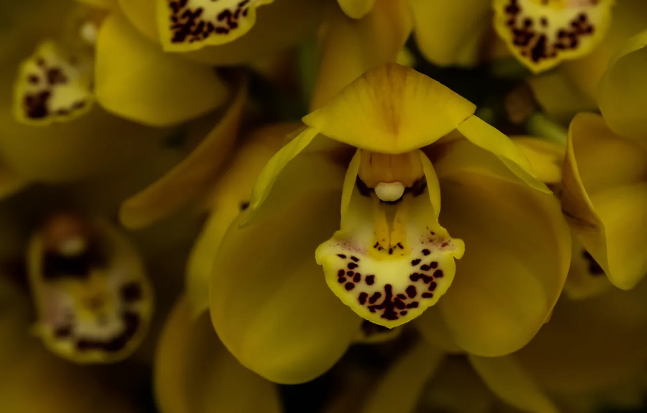 Фото обои макро, орхидеи, экзотика, жёлтые